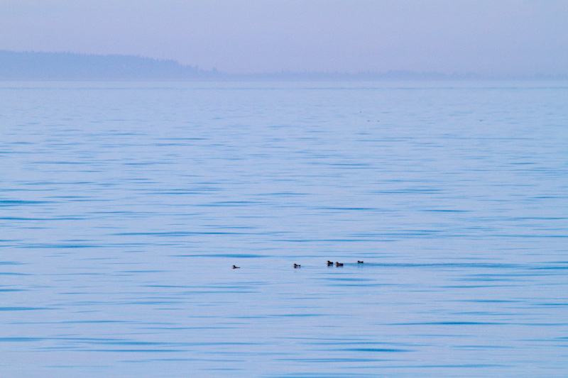 Rhinoceros Auklets